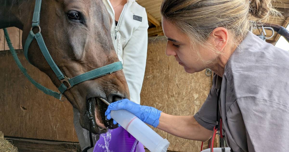 Tierarzt: Sarah Winand behandelt Pferde