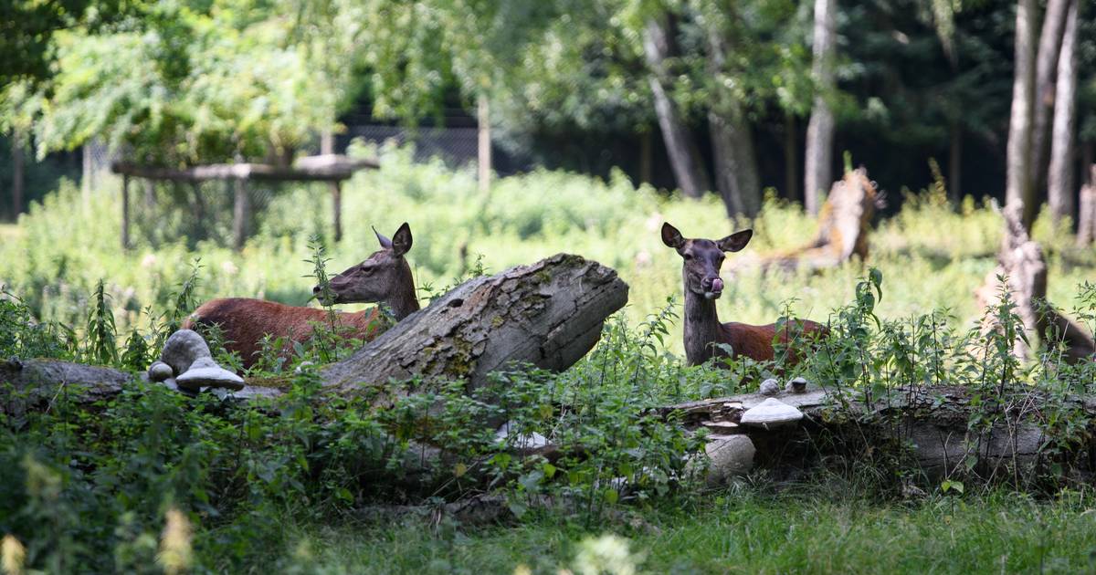 Für die Tiere im Wildpark Eicheln und Nüsse sammeln.