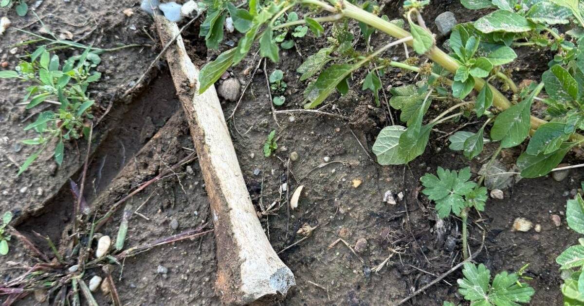 Knochen auf Grab von Großmutter gefunden