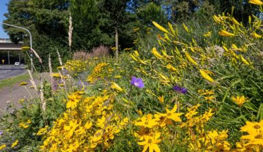 Neue Stauden und Blühstreifen für den Herbst