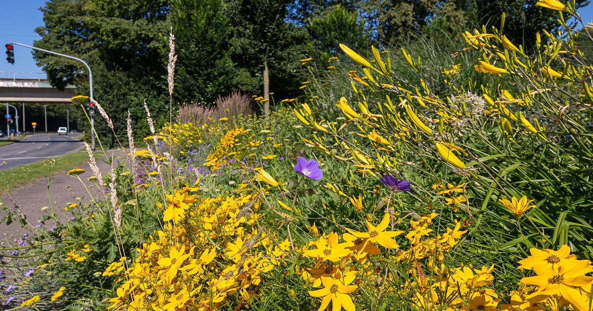 Neue Stauden und Blühstreifen für den Herbst