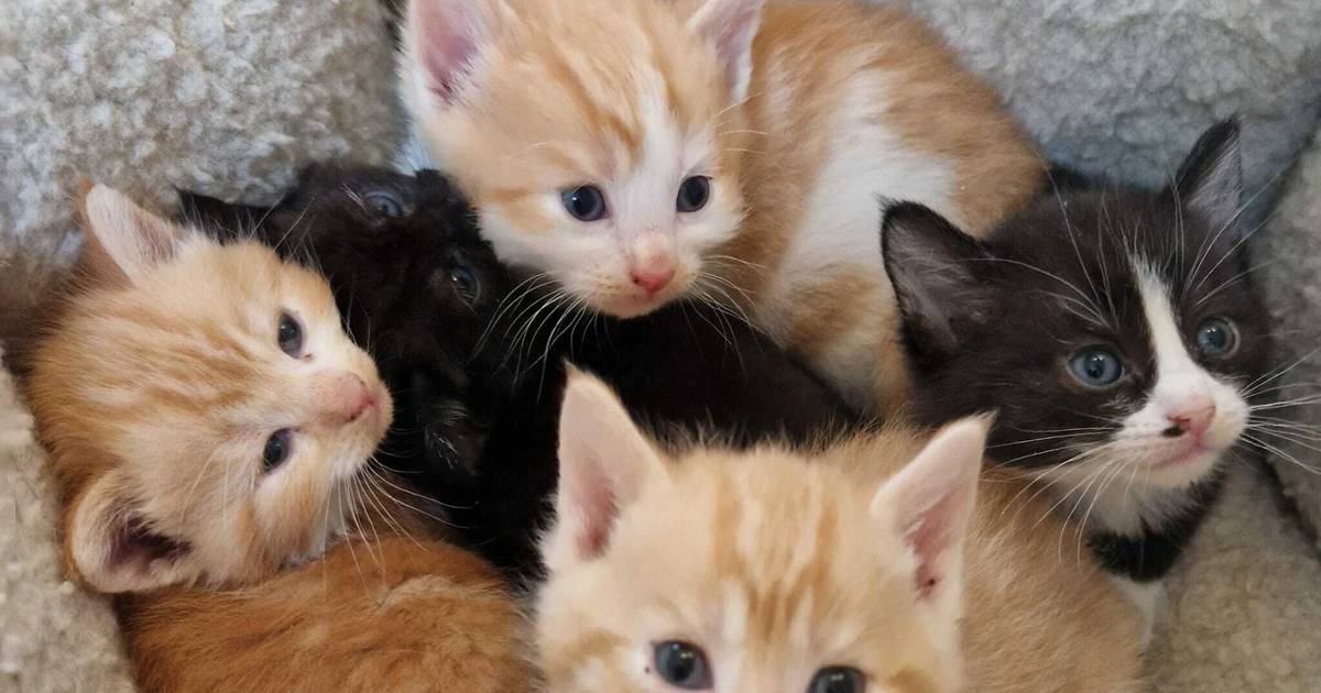 Verein Notfelle für Tierschutzpreis nominiert