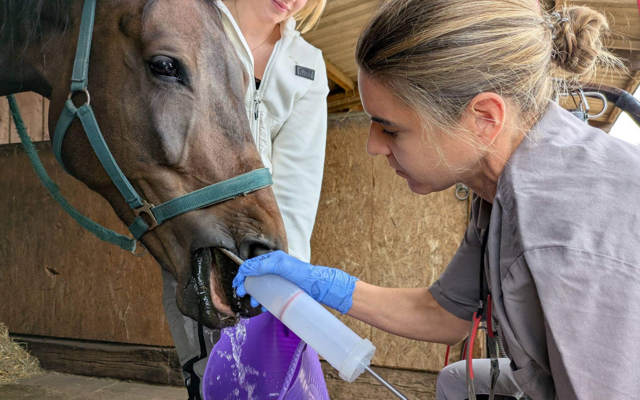 Tierärztin Sarah Winand behandelt Fips‘ Zähne.