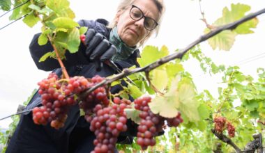 Weinlese in Sachsen läuft