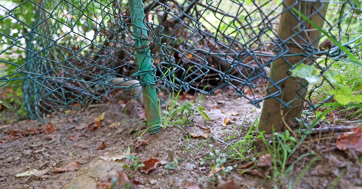 Wiesbaden errichtet Zäune gegen Schweinepest