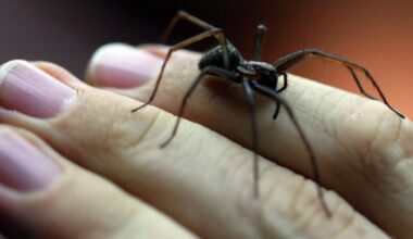 Die 6 größten Spinnen in Deutschland leben auch in Karlsruhe