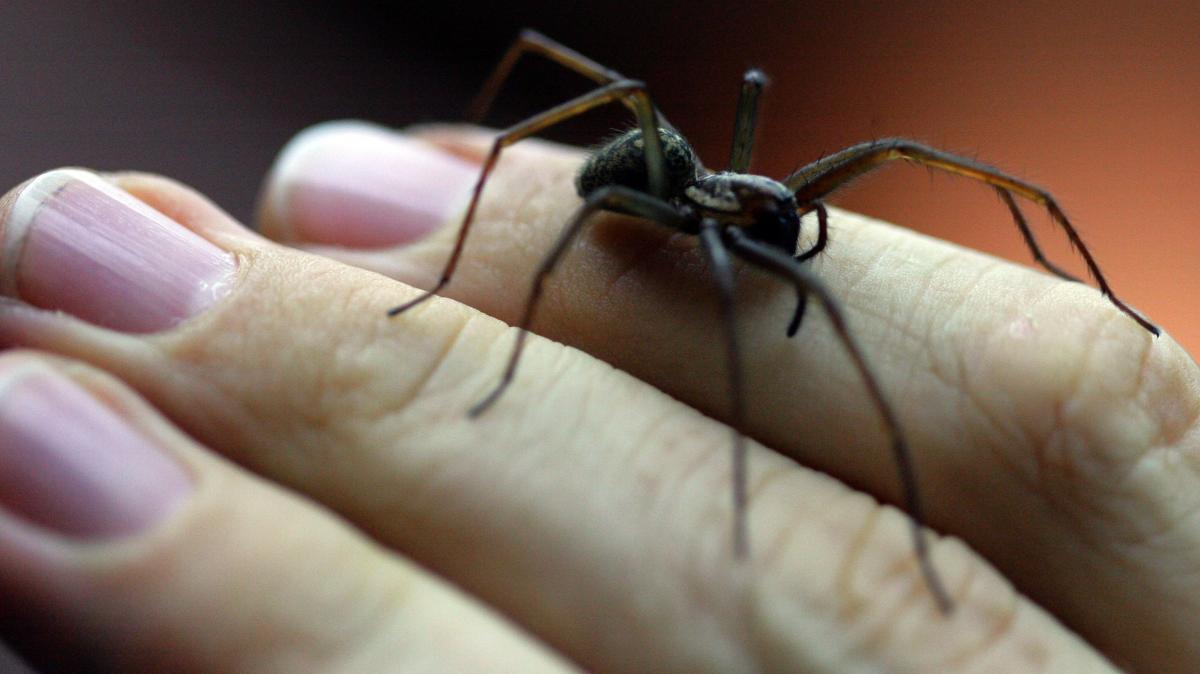 Die 6 größten Spinnen in Deutschland leben auch in Karlsruhe