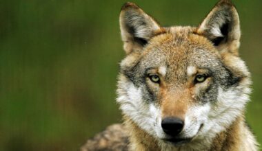 Sorge in der Bevölkerung: Hat die Gefahr durch den Wolf längst auch Hamburg erreicht?