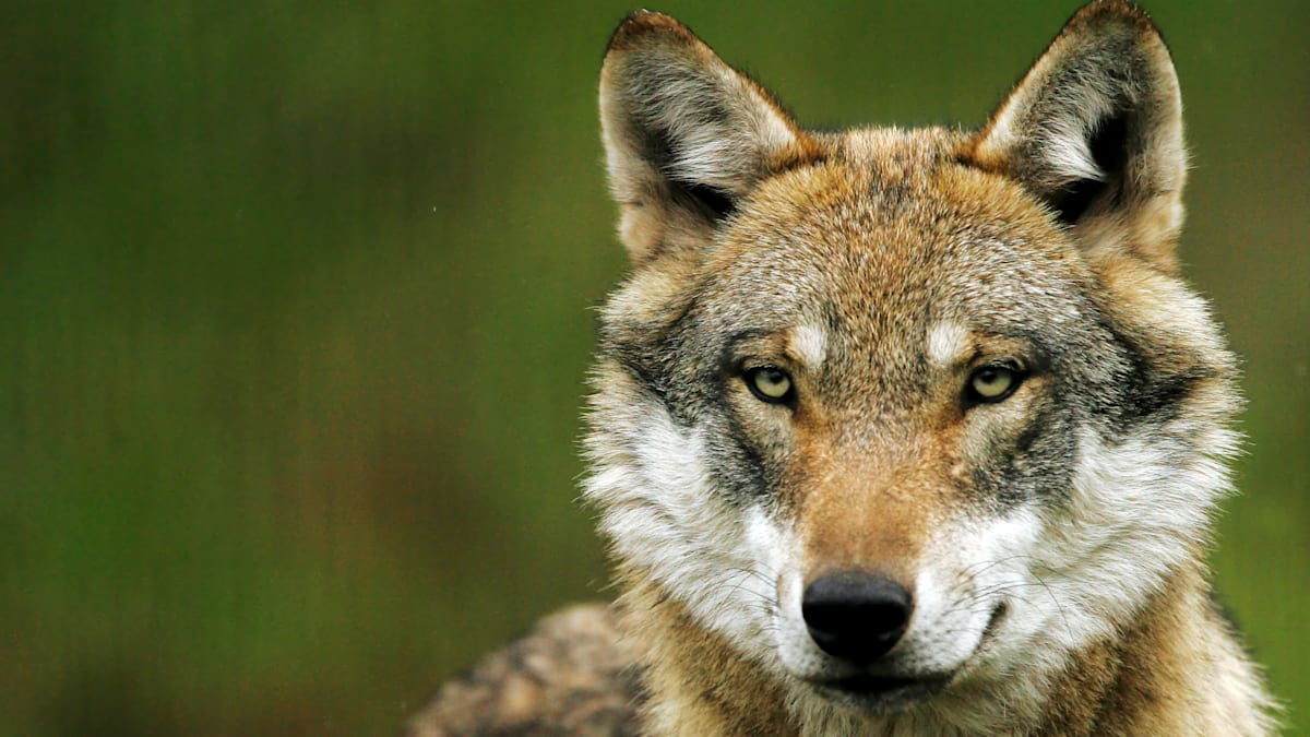 Sorge in der Bevölkerung: Hat die Gefahr durch den Wolf längst auch Hamburg erreicht?
