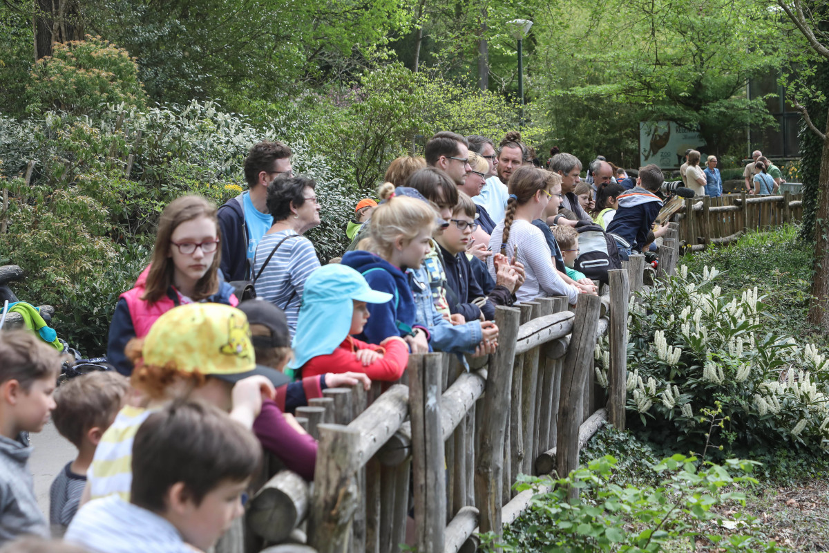Nachwuchs im Zoo Dortmund – Besuchern wird Einblick verwehrt