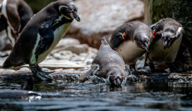 Besucher entdecken in Dortmunder Zoo-Gehege Hinweis - irre Bedeutung!