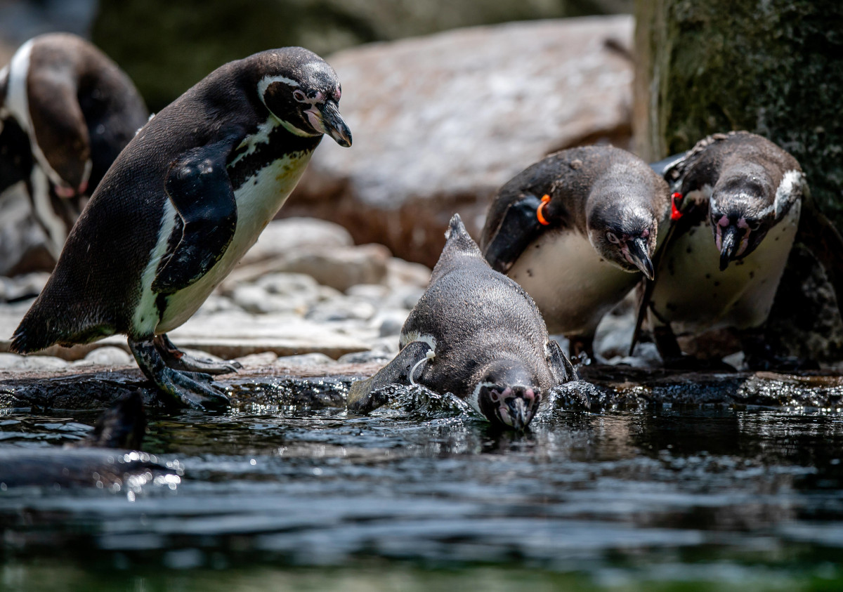 Besucher entdecken in Dortmunder Zoo-Gehege Hinweis - irre Bedeutung!
