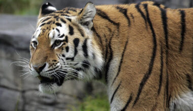 Tiger-Babys aus Wuppertal müssen zum Arzt - Untersuchung bringt Gewissheit