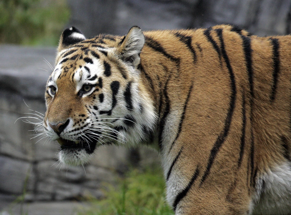 Tiger-Babys aus Wuppertal müssen zum Arzt - Untersuchung bringt Gewissheit