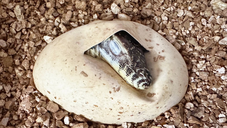 Leichte Sprache: Im Zoo von der Stadt Leipzig wurden seltene Echsen geboren