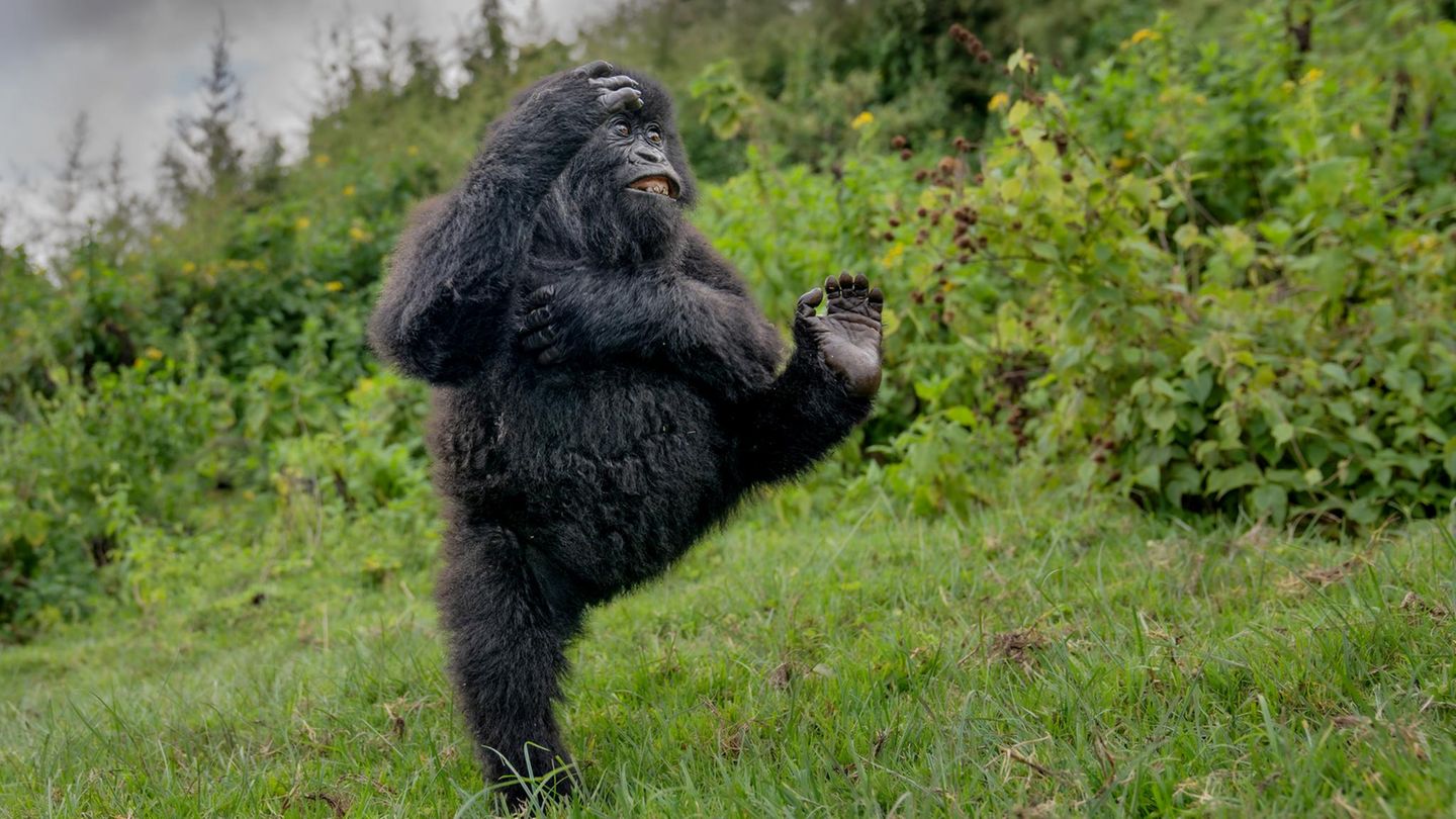 Kick it like Beckham Gorilla in der Natur