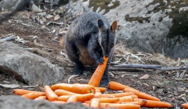 Känguru-Alarm in Berlin: Wallaby hüpft durch Kladow - Panorama