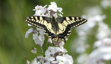 Schmetterlinge auf Eis: Großbritannien startet ungewöhnlichen Naturschutzversuch