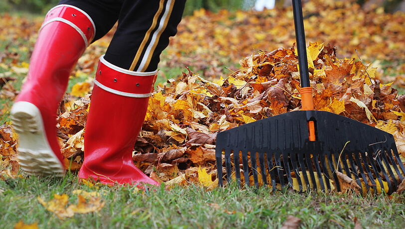 33.000 Kubikmeter Laub: Wer sie in München sammelt und wo sie landen