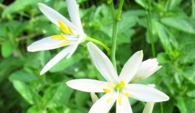 Graslilie in München: Rückkehr der seltenen Blume für Insekten und Naturschutz