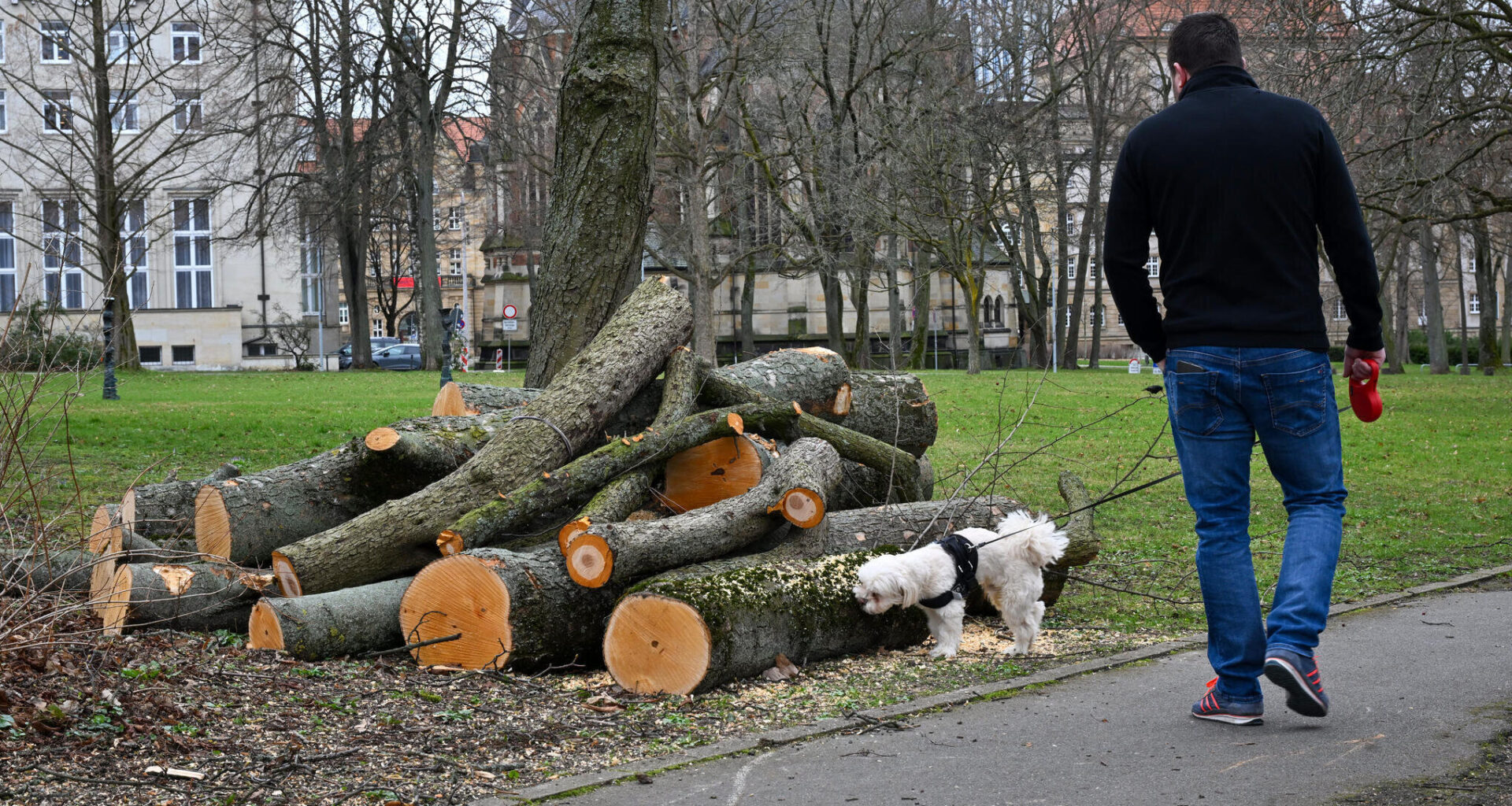 Stadt Chemnitz muss mehrere Bäume fällen