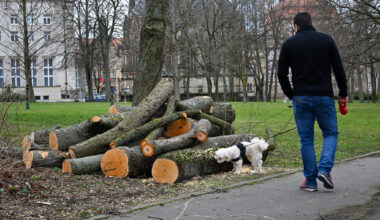 Stadt Chemnitz muss mehrere Bäume fällen