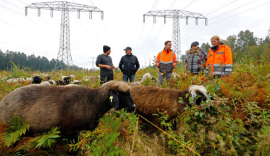 „Schafe unter Strom“ zwischen Pleißa und Wüstenbrand