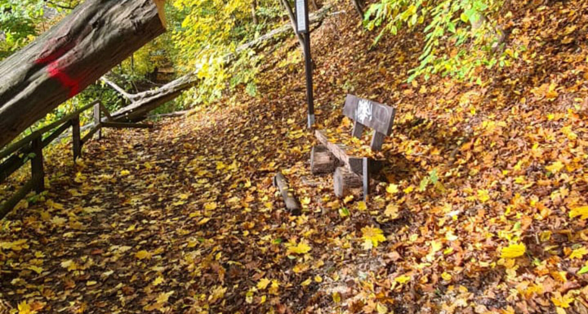 Polizei stoppt Baumfällungen am Schlossberg