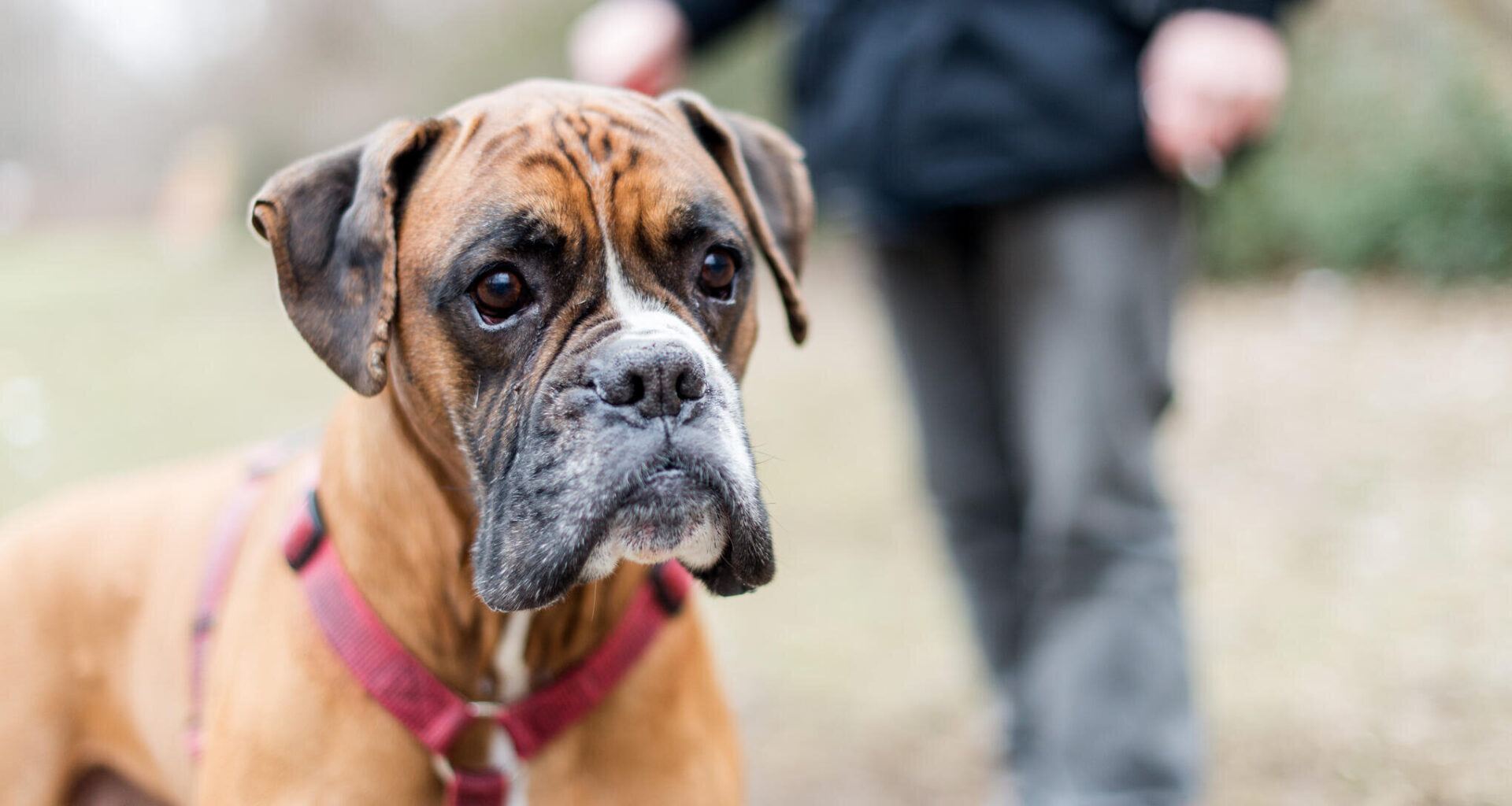 Erste Details zur Hundesteuerreform in Taura – Wer zahlt wie viel?