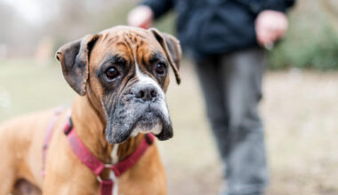 Erste Details zur Hundesteuerreform in Taura – Wer zahlt wie viel?