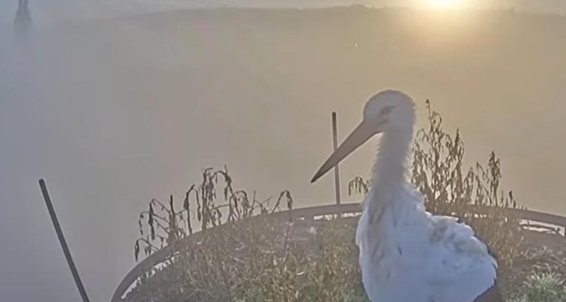 Frankenberger Störche: Stadtmarketing auf tierische Art