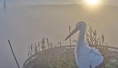 Frankenberger Störche: Stadtmarketing auf tierische Art