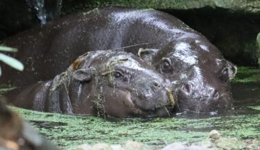 Berlin: Flusspferd Toni zieht in den Zoo Mulhouse
