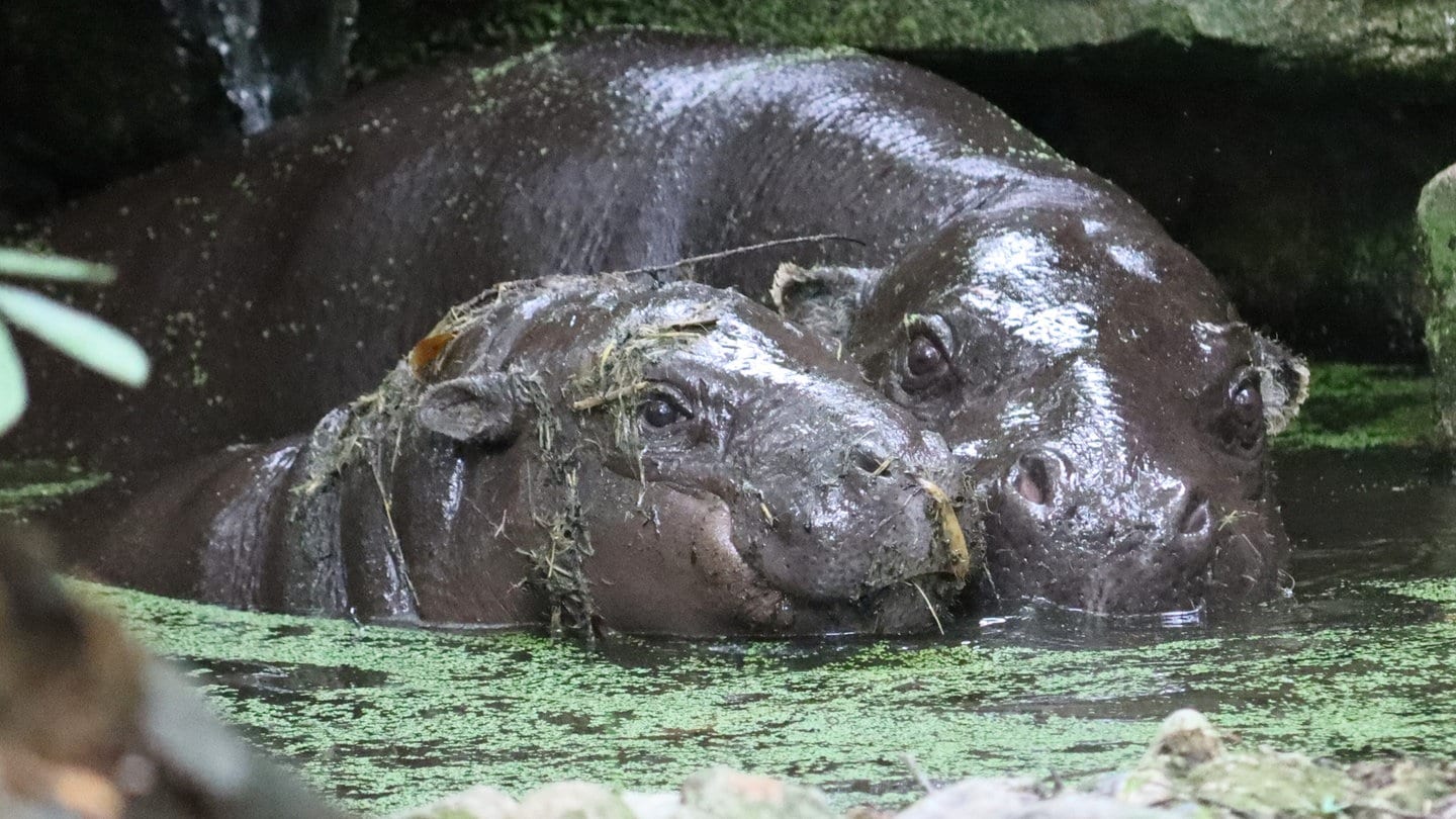 Berlin: Flusspferd Toni zieht in den Zoo Mulhouse
