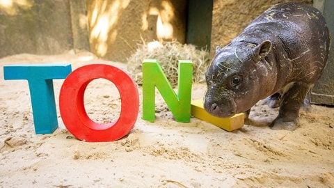 Das Mini-Hippo-Mädchen "Toni" mit großen bunten Buchstaben, die ihren Namen ergeben. 
