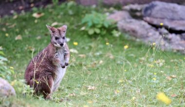 Känguru von Jakob Augstein: Zum Davonlaufen