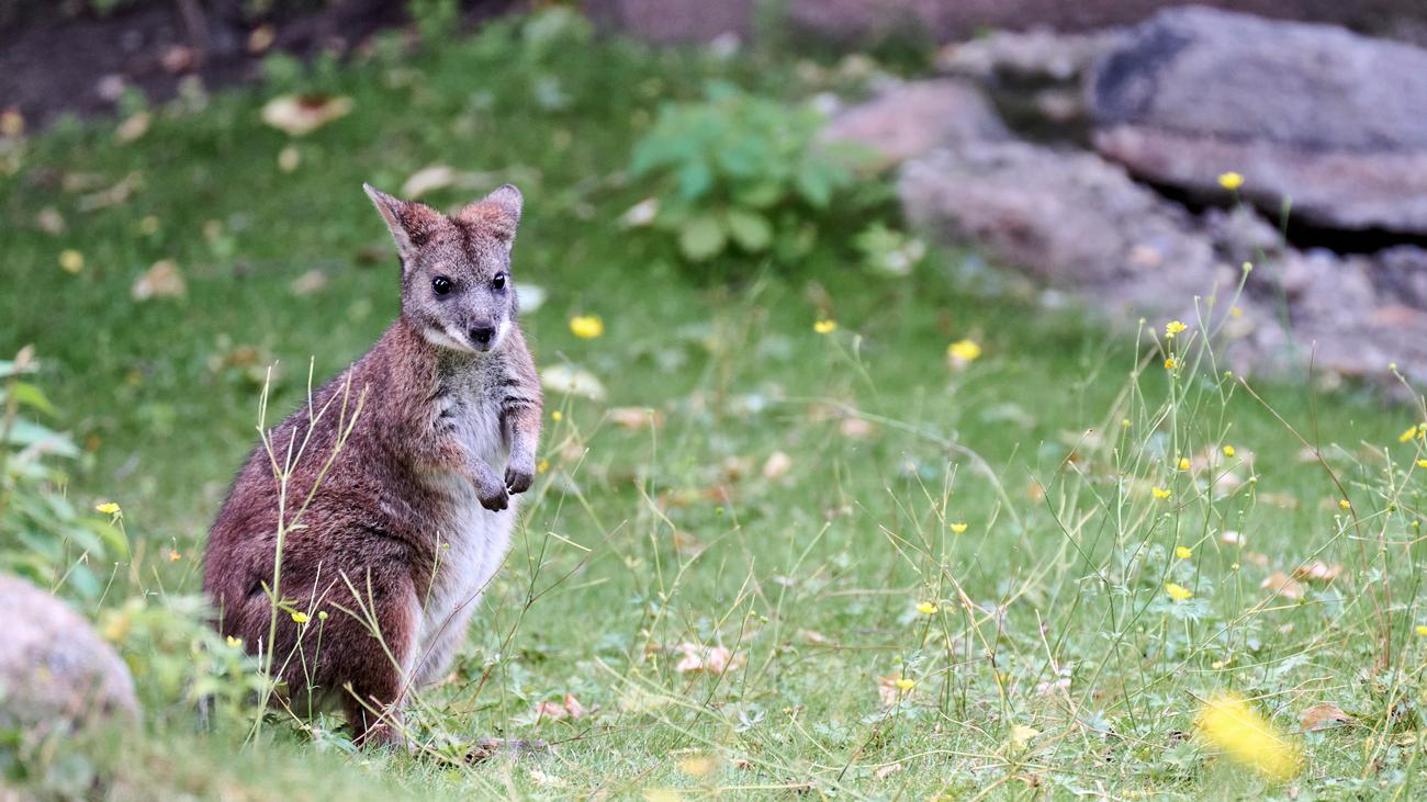 Känguru von Jakob Augstein: Zum Davonlaufen