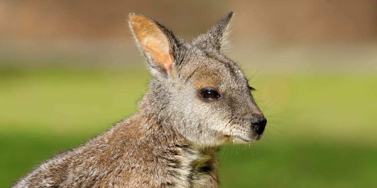 Berlin: Wallaby von Jakob Augstein ist ausgebüxt