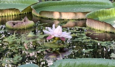 Die riesige Seerose im Botanischen Garten Braunschweig hat wieder geblüht.
