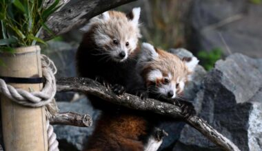 Zoo in Niedersachsen feiert besonderen Doppel-Nachwuchs