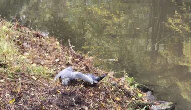 Feuerwehr Stuhr rettet hilflosen Fischreiher
