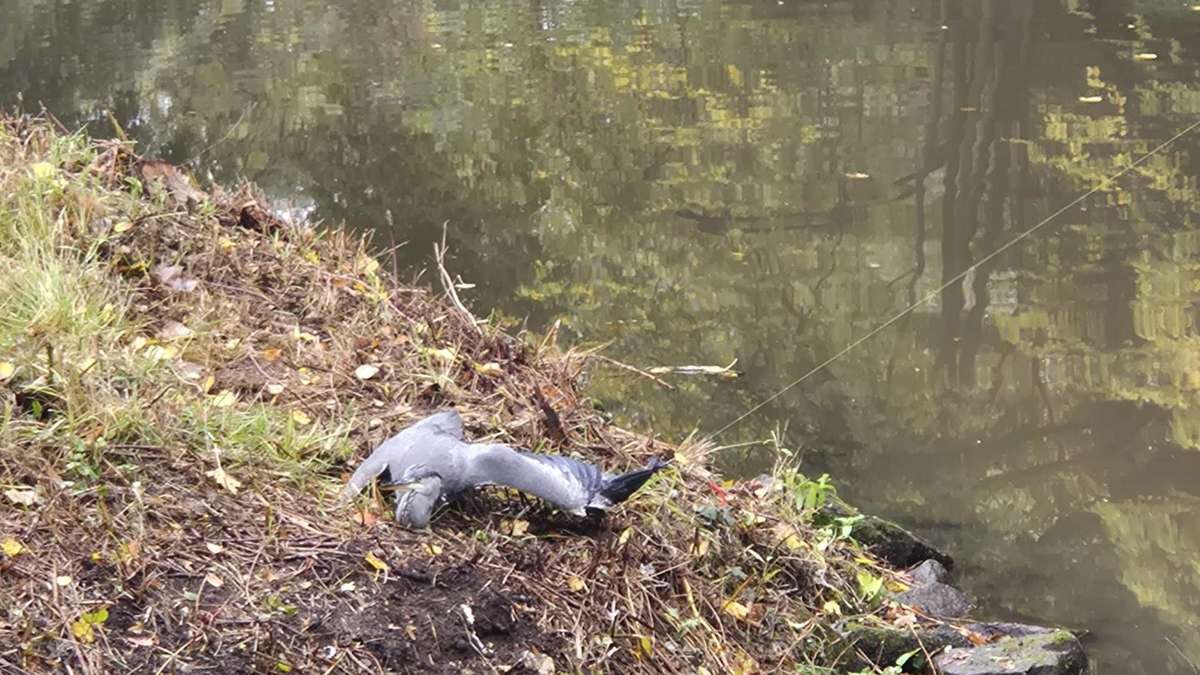 Feuerwehr Stuhr rettet hilflosen Fischreiher