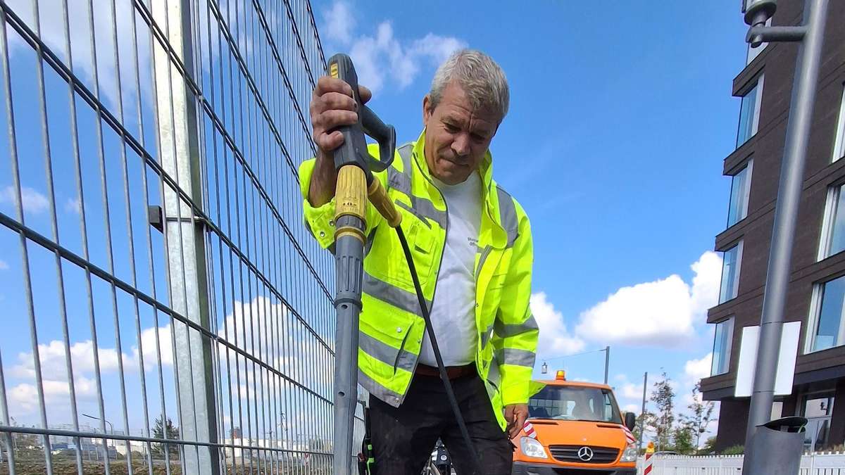 Offenbach kämpft gegen Ameisenbefall durch Tapinoma Magnum