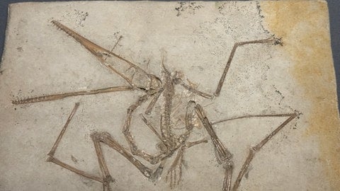 Versteinerung eines Pterodactylus
