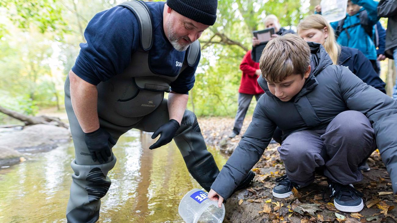 Tiere: Schüler setzen 3.000 junge Lachse in Hannover aus