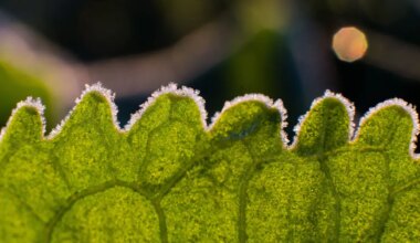 Wetter in Berlin und Brandenburg: Bodenfrost droht