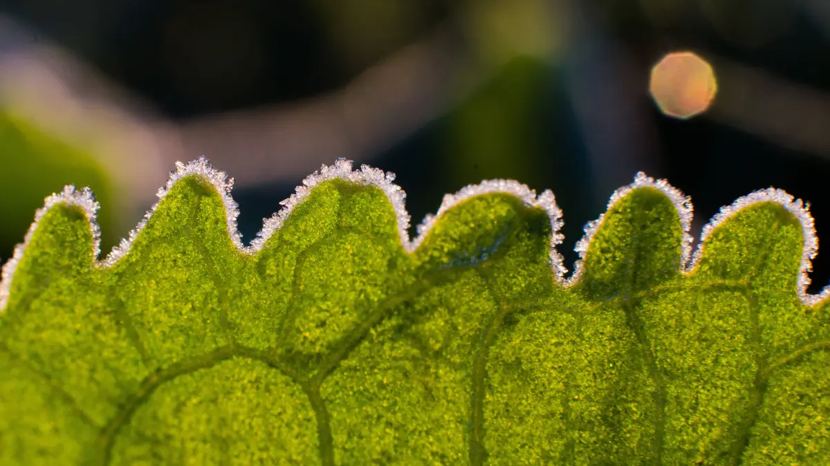 Wetter in Berlin und Brandenburg: Bodenfrost droht