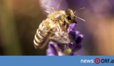 Europa: Wildbienenarten in Europa stark bedroht