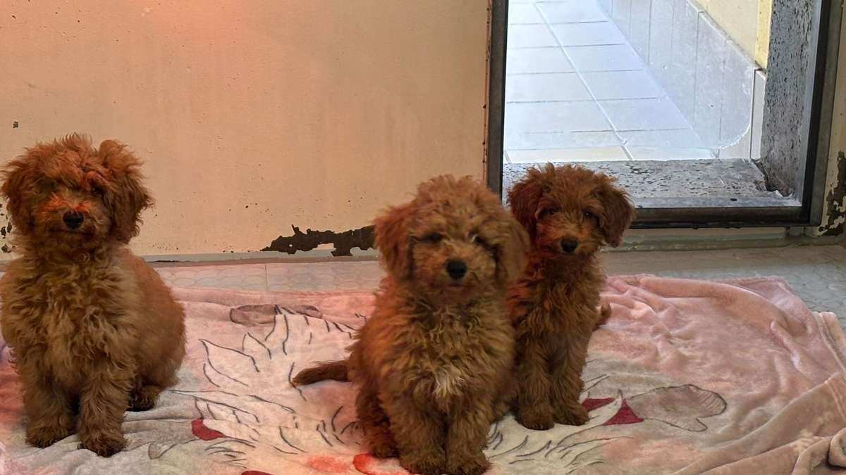 Tierheim meldet sich mit „wichtiger Info“