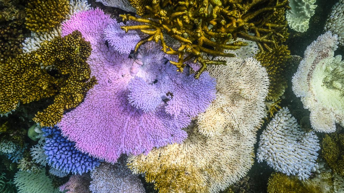 Klimakipppunkte: Tropische Korallenriffe kaum mehr zu retten